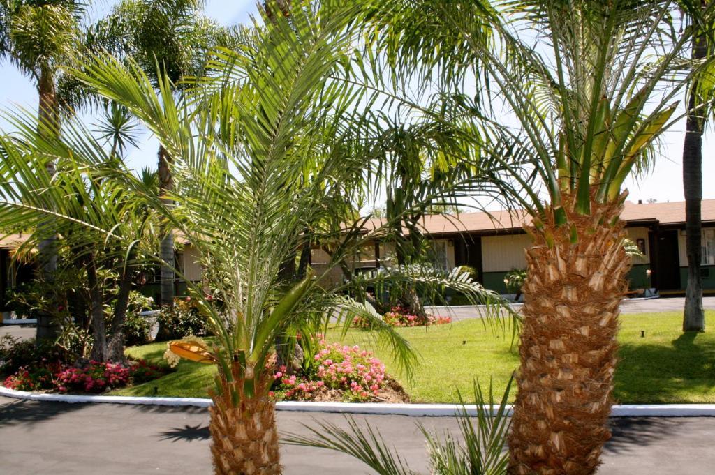 גלנדורה Palm Tropics Motel מראה חיצוני תמונה